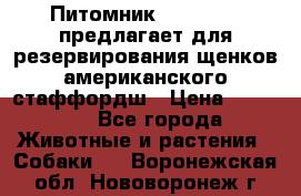 Питомник KURAT GRAD предлагает для резервирования щенков американского стаффордш › Цена ­ 25 000 - Все города Животные и растения » Собаки   . Воронежская обл.,Нововоронеж г.